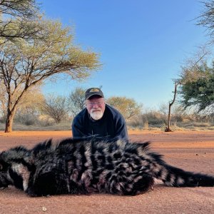 African Civet Hunt South Africa