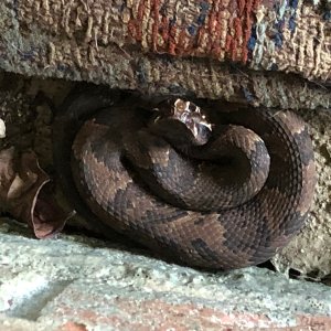 Cottonmouth Snake