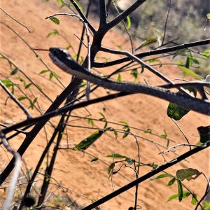 Boomslang Botswana