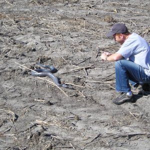 Blue Indigo Snake South Texas