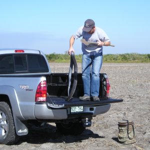 Blue Indigo Snake South Texas