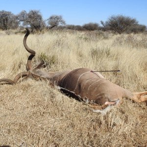 Kudu Bow Hunting South Africa