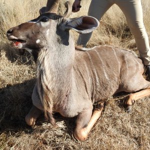 Kudu Bow Hunting South Africa