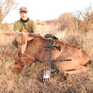 Kudu Cow Bow Hunt South Africa