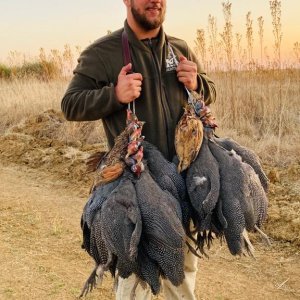 Driven Guineafowl South Africa