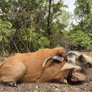 Red River Hog Hunting Central African Republic C.A.R.