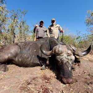 Buffalo Hunting Zimbabwe