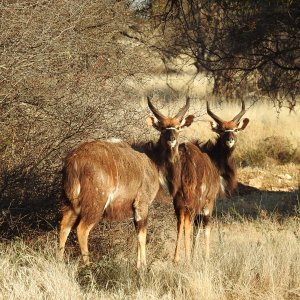 Nyala South Africa