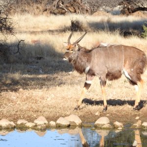 Nyala South Africa