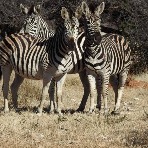 Zebra South Africa