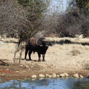 Cape Buffalo