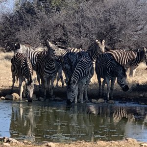 Zebra Herd  South Africa