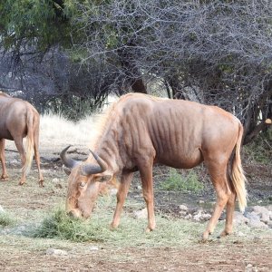 Golden Wildebeest South Africa