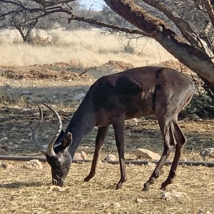 Black Impala Ram South Africa