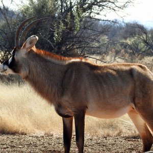 Roan South Africa