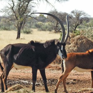 Sable South Africa