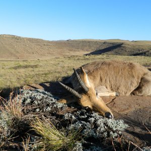 Mountain Reedbuck Hunt South Africa