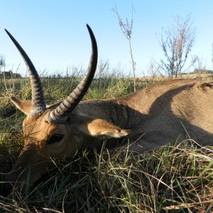 Common Reedbuck Hunt South Africa