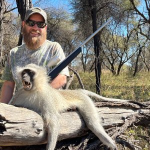 Vervet Monkey Hunting South Africa