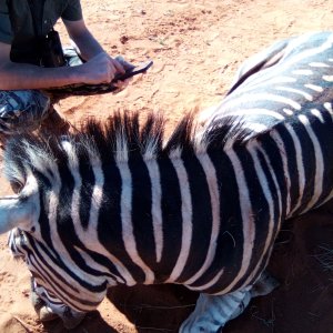 Zebra Hunting South Africa