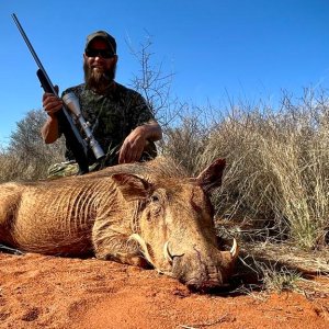 Warthog Hunting South Africa