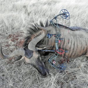 Blue Wildebeest Bull Bow Hunting South Africa