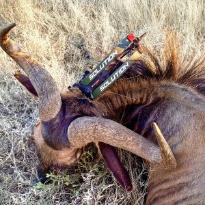 Blue Wildebeest Bull Bow Hunting South Africa