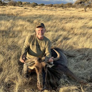 Blue Wildebeest Bull Bow Hunting South Africa