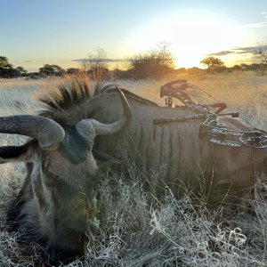 Blue Wildebeest Bull Bow Hunting South Africa