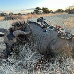 Blue Wildebeest Bull Bow Hunting South Africa