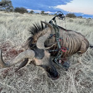 Blue Wildebeest Bull Bow Hunting South Africa