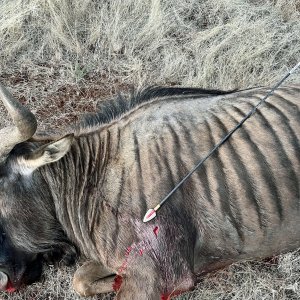 Blue Wildebeest Bull Bow Hunting South Africa