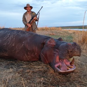 Hippo Hunt Caprivi Namibia