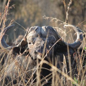 Cape Buffalo South Africa