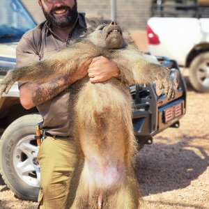 Baboon Hunt Limpopo South Africa