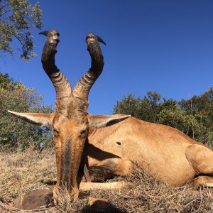 Hartebeest Hunt South Africa