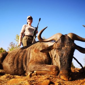 Blue Wildebeest Hunt South Africa