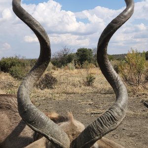 Kudu Hunting South Africa