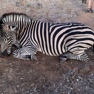 Zebra Hunt Zimbabwe