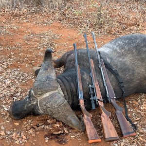 Buffalo Hunt Zimbabwe