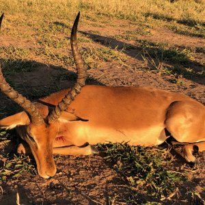 Impala Hunt Zimbabwe