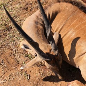 Eland Cow Hunt Zimbabwe