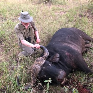 Buffalo Hunt Zimbabwe