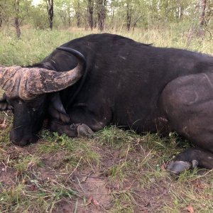 Buffalo Hunt Zimbabwe