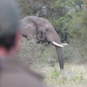 Elephant Zimbabwe