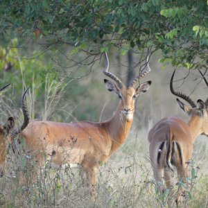 Impala Zimbabwe