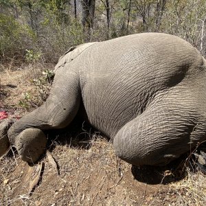 Elephant Hunting Zimbabwe