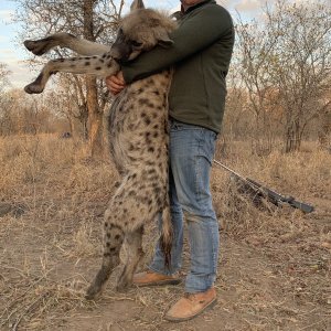 Spotted Hyena Hunt