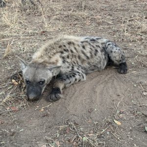 Spotted Hyena Hunt