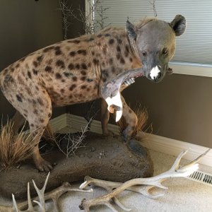 Spotted Hyena Full Mount Taxidermy